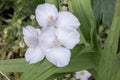 Spiderwort Tradescantia andersoniana Osprey, close-up white Dayflowers